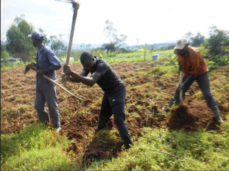 Volunteers Planting Trees